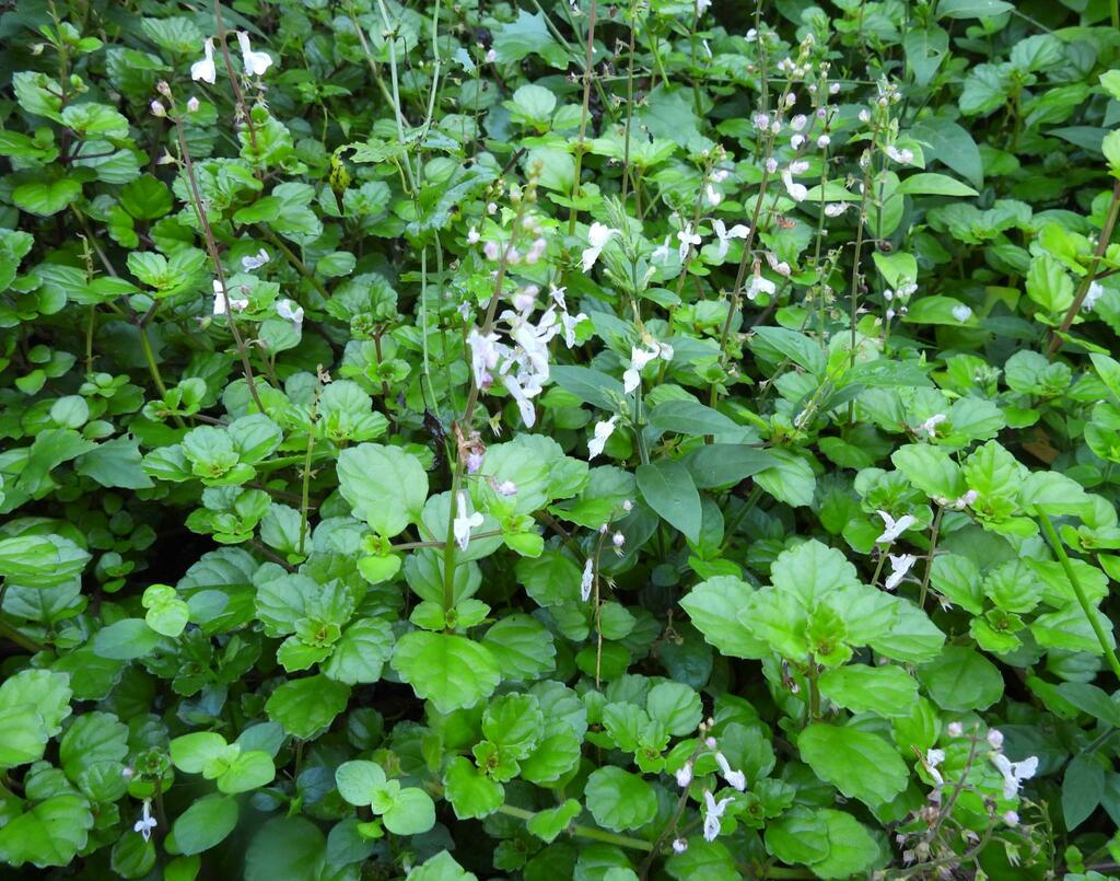 Plectranthus verticillatus, Cacadu, ZA-EC, ZA
