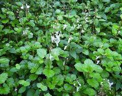 Plectranthus verticillatus