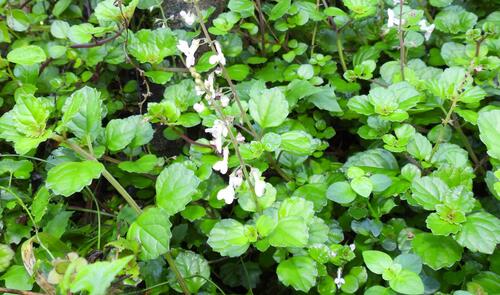 Plectranthus verticillatus