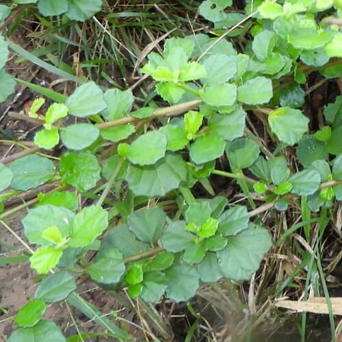 Plectranthus verticillatus