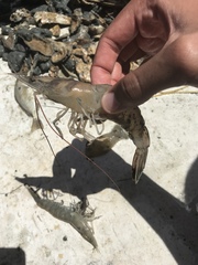 Penaeus