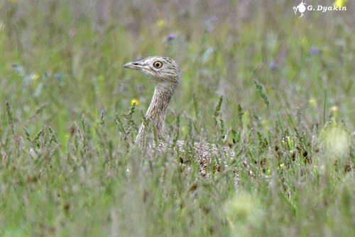 Outarde canepetière