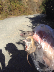 Peromyscus californicus