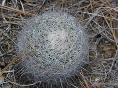 Rapicactus beguinii
