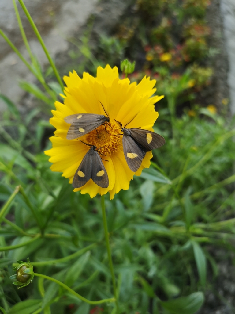 Phryganidia naxa