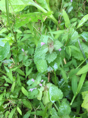 Lamium purpureum purpureum