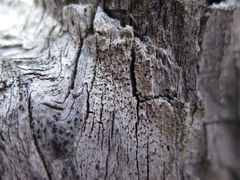 Pycnora praestabilis