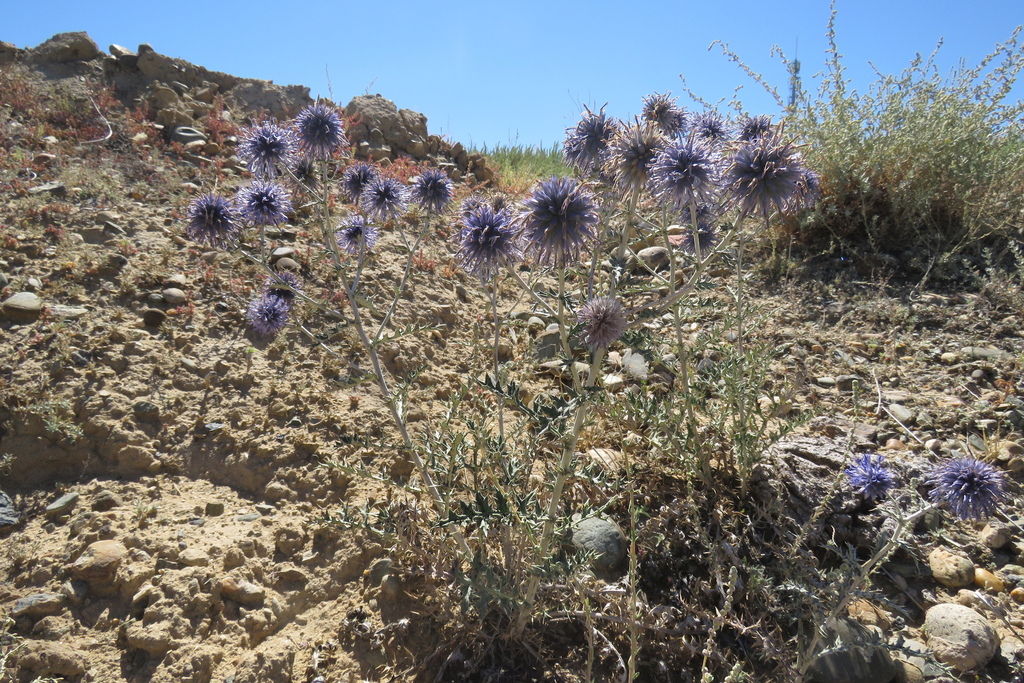 Echinops ritrodes