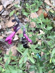 Xylocopa tabaniformis parkinsoniae