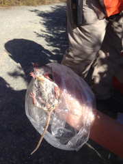 Peromyscus californicus