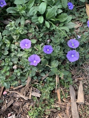 Convolvulus sabatius