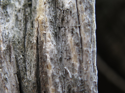 Calicium abietinum, 2019-04-29