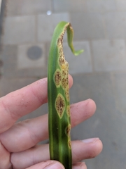 Uromyces hyacinthi