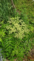 Sambucus canadensis