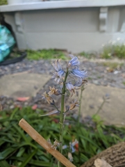 Uromyces hyacinthi
