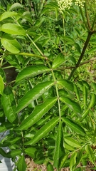 Sambucus canadensis