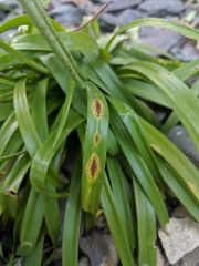 Uromyces hyacinthi