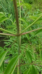 Sambucus canadensis