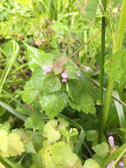 Lamium purpureum purpureum