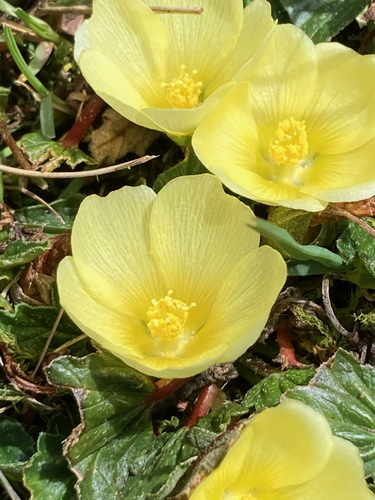 Acaulimalva sulphurea (Acaulimalva sulphurea)