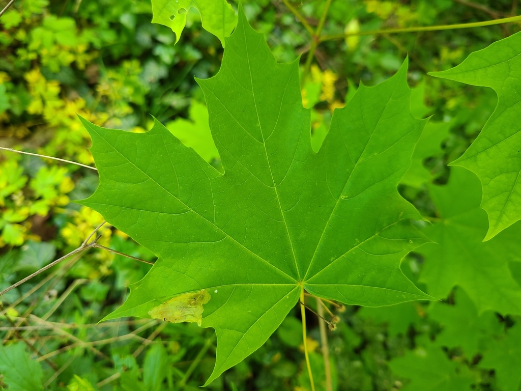 Hinatara recta