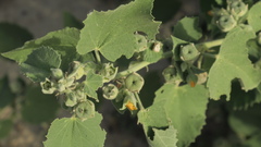 Abutilon pannosum