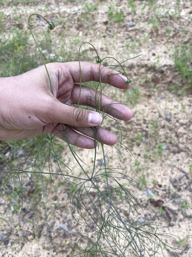 Image of Thelesperma flavodiscum by (c) Brandon Corder, some rights reserved (CC BY)