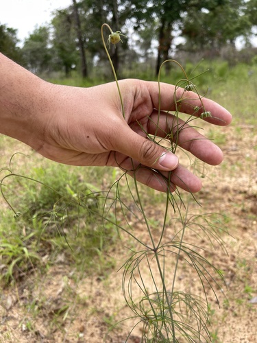 East Texas Greenthread (Thelesperma flavodiscum)