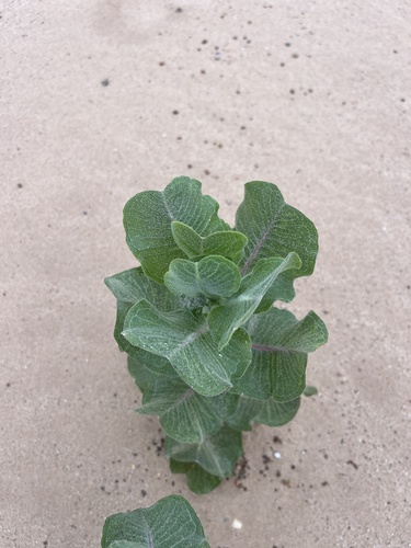 Image of Asclepias arenaria by (c) Brandon Corder, some rights reserved (CC BY)