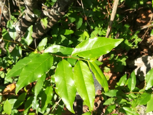 Prunus, photographed by an iNaturalist contributor