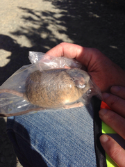 Peromyscus californicus