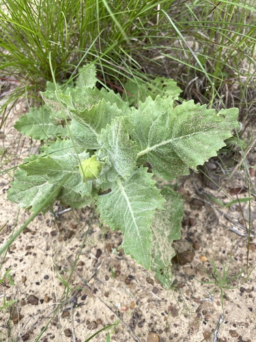 Image of Tetragonotheca ludoviciana by (c) Brandon Corder, some rights reserved (CC BY)