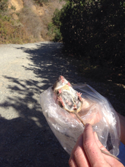 Peromyscus californicus