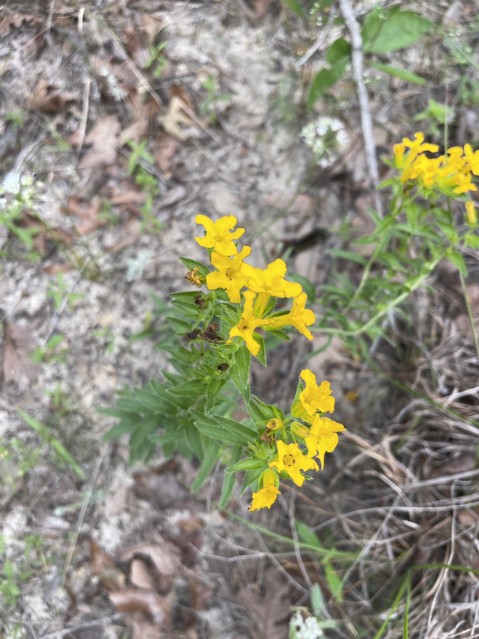 Lithospermum caroliniense var. caroliniense