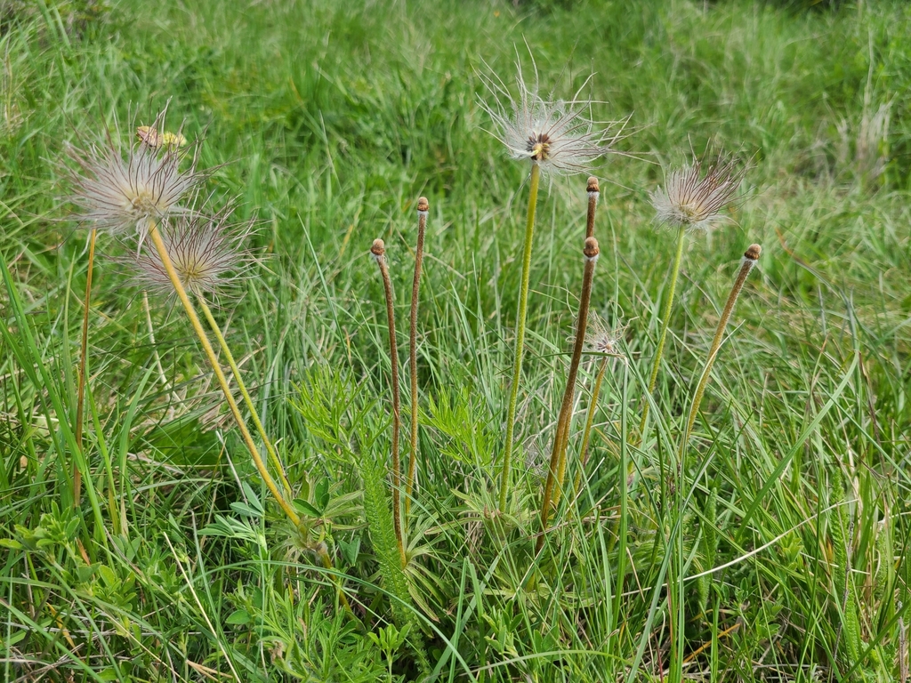 Pseudodineura parvula