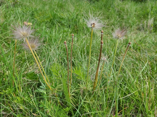 Pseudodineura parvula