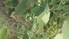 Abutilon pannosum