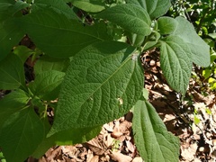 Greenmaniella resinosa