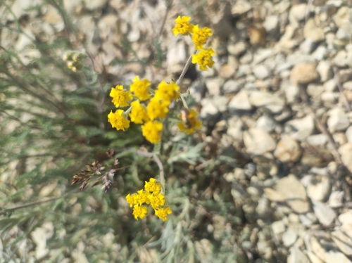 Image of Achillea leptophylla by (c) Anastasiia Samokhvalova, some rights reserved (CC BY)