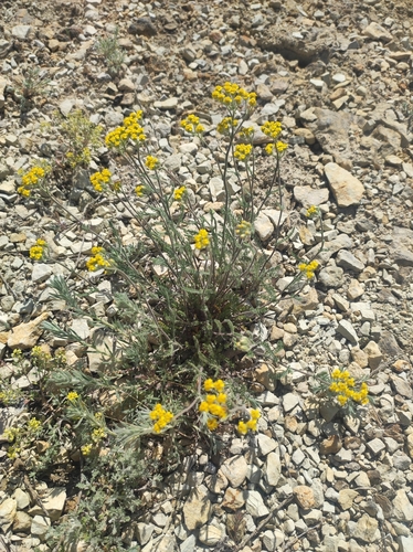 Image of Achillea leptophylla by (c) Anastasiia Samokhvalova, some rights reserved (CC BY)