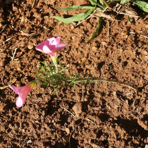 Oxalis bifurca (Oxalis bifurca)