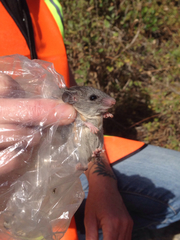 Peromyscus fraterculus