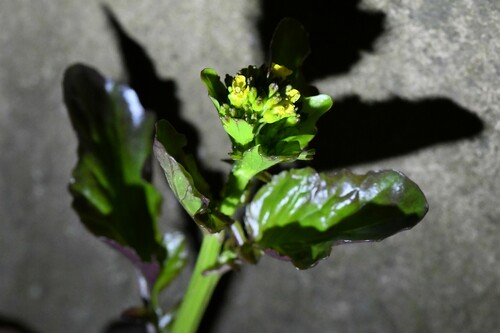 Image of Barbarea stricta by (c) Kian Hayles-Cotton, some rights reserved (CC BY)