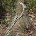 Festuca pallens - Photo (c) Elisabeth Brugger-Schiefermüller, algunos derechos reservados (CC BY-NC), subido por Elisabeth Brugger-Schiefermüller