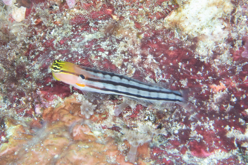 Axelrod's clown blenny (Ecsenius axelrodi) — Blenniidae — 5
