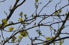 Motacilla cinerea