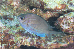 Chromis alpha