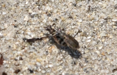 Ellipsoptera marginata
