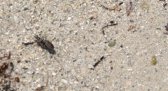 Ellipsoptera marginata