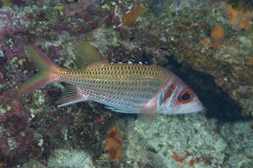 Blackfin squirrelfish (Neoniphon opercularis) — Holocentridae